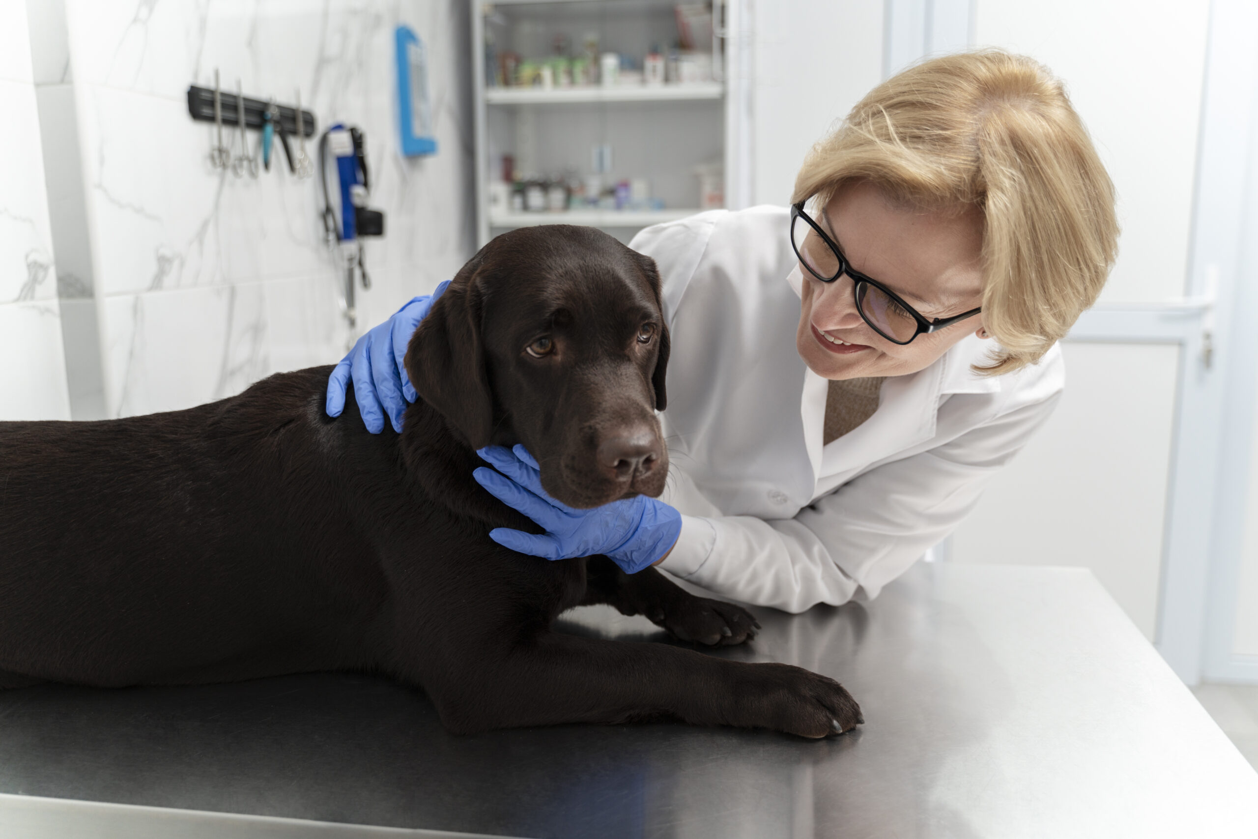 Veterinário atende cachorro doente. Imagem: Freepik.