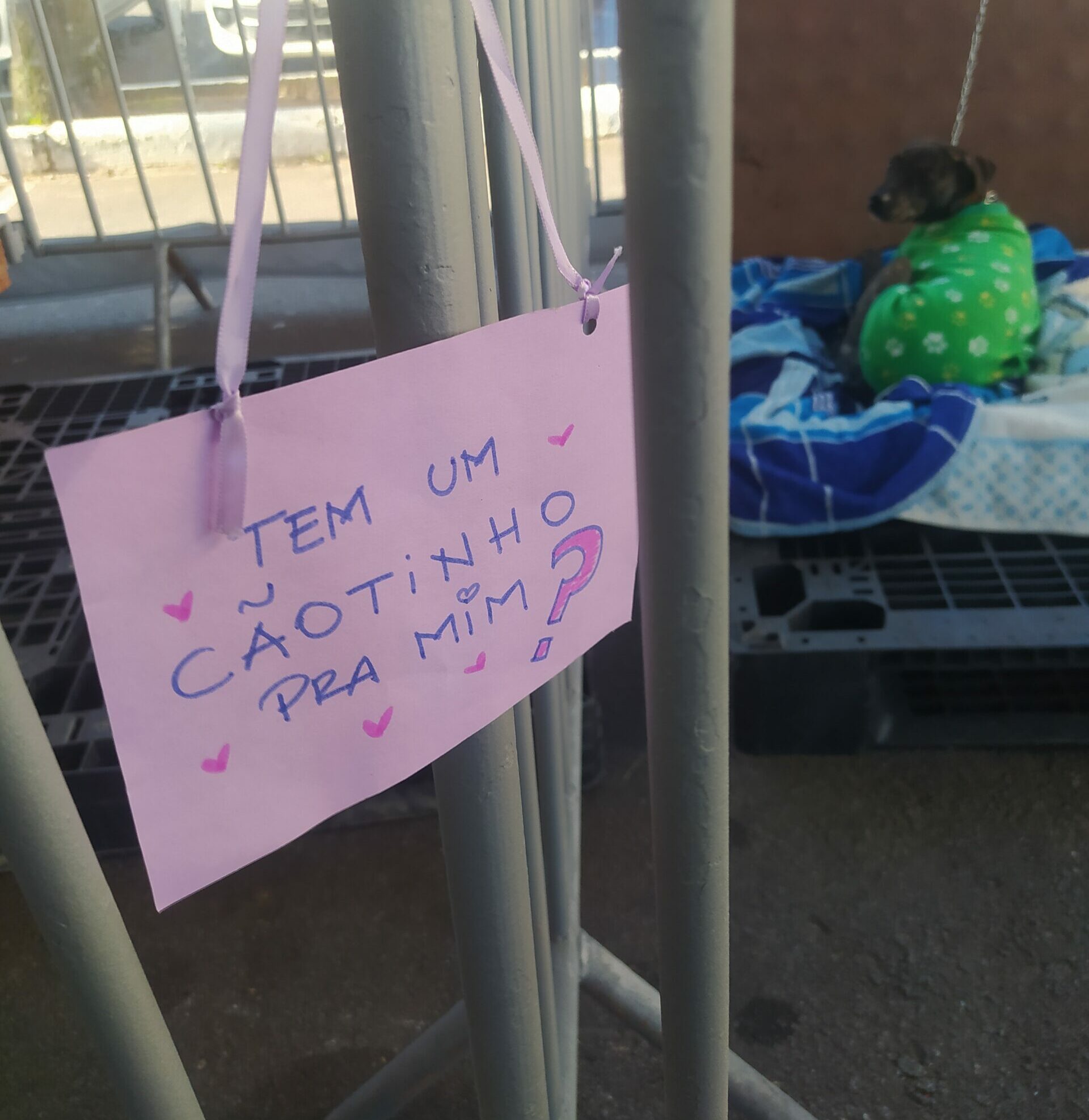 Feira de adoção no Shopping Total une animais a novos tutores