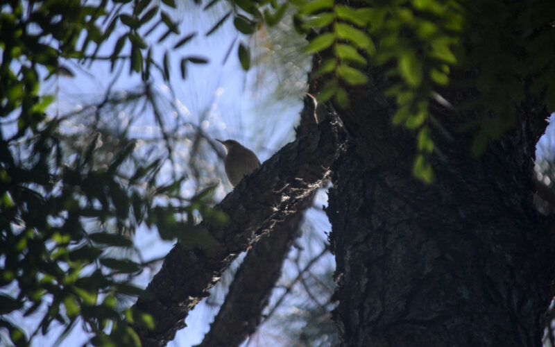 Bienal do Mercosul promove oficina de observação de aves em Porto Alegre