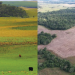 Municípios líderes em desmatamento no RS acumulam bilhões em subsídios agrícolas