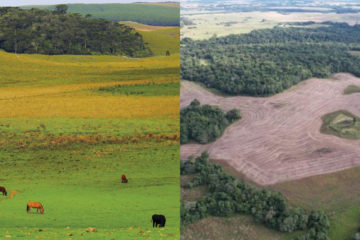 Municípios líderes em desmatamento no RS acumulam bilhões em subsídios agrícolas