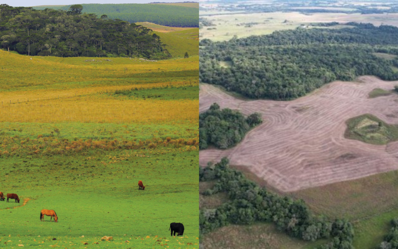 Municípios líderes em desmatamento no RS acumulam bilhões em subsídios agrícolas