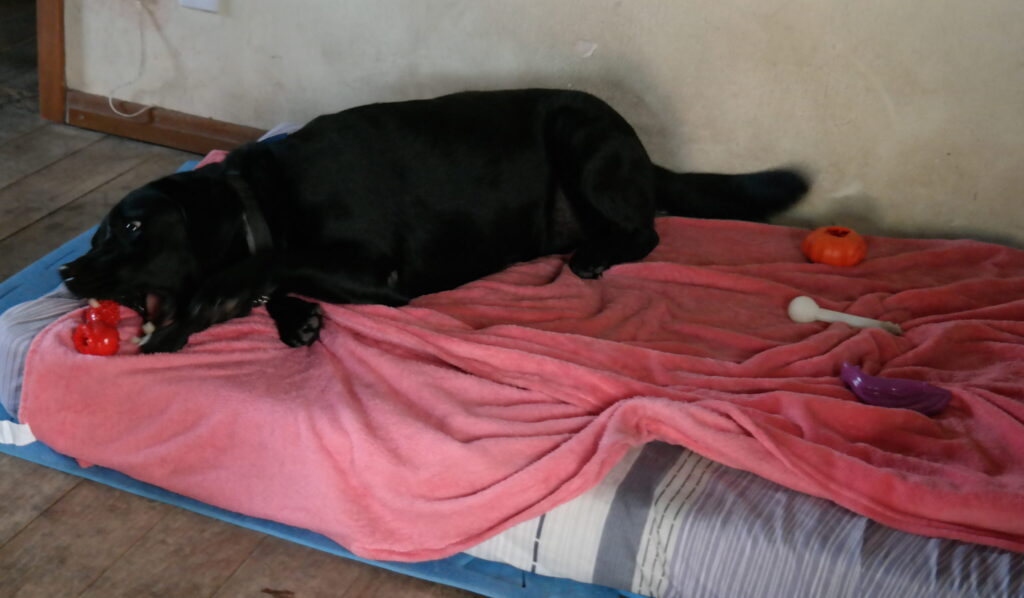 Um cão preto de porte médio está deitado sobre uma cama forrada com uma manta rosa, dentro de uma casa. Ele segura um brinquedo vermelho na boca enquanto abana o rabo. Ao redor dele há outros brinquedos espalhados sobre a cama. O ambiente tem piso de madeira e uma parede clara ao fundo.