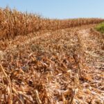 Crise climática é uma das maiores ameaças para a agricultura gaúcha