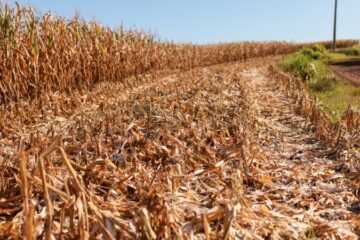 Crise climática é uma das maiores ameaças para a agricultura gaúcha