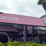 Gatinhos Café completa três anos com faturamento de R$ 1 milhão e cerca de mil adoções