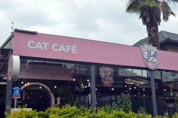 Gatinhos Café completa três anos com faturamento de R$ 1 milhão e cerca de mil adoções